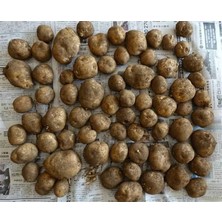 5 Adet Salep Yumrusu Yeni Mahsul Çimlenme Garantili..dikilmeye Hazır...