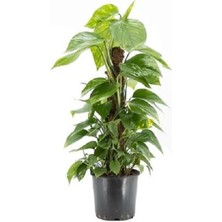 Salon Sarmaşığı 60 cm Patos Sarmaşığı Pothos Sarmaşığı Iç Mekan Bitkisi