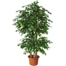 Benjamin Bitkisi 100 cm