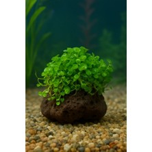 Dichondra Repens "kayaya Tutturulmuş"