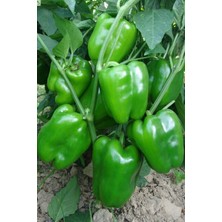 Kandil Dolmalık Biber Tohumu / 20+ Adet Tohum