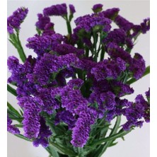 Mor Deniz Lavantası Lımonıum Çiçek Tohumu 10 15 Adet