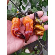 20 Adet Black Phantom Orange Black Biber Tohumu