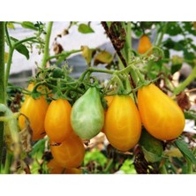 30 Adet Ildi Domates Tohumu