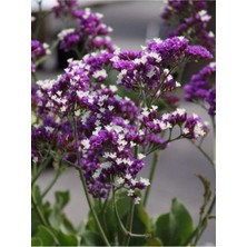 Ebruli Mor Deniz Lavantası Lımonıum Çiçek Tohumu 10 15 Adet
