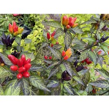 20 Adet Nadir Karışık Peru Süs Biberi Tohumu