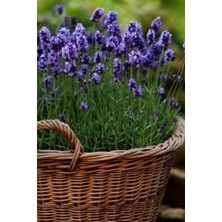 Yerli Yediveren Lavanta/ 20+ Adet Tohum