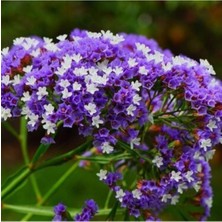 10 Adet Mor-Beyaz Renkli Deniz Lavantası Çiçeği Tohumu