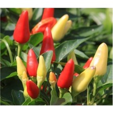 Karışık Süs Biberi Tohumu 25+ Tohum