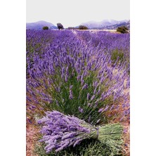 Yerli Yediveren Lavanta/ Eko Paket 50 Adet Tohum