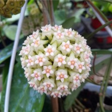 Hoya 'snowflake Kar Tanesi Hoya Mum Çiçeği Fidanı