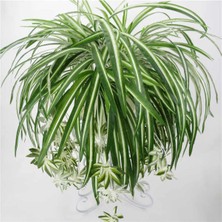 Kurdele Çiçeği Chlorophytum Comosum