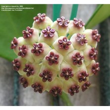 Hoya Kerrii Kokulu Mum Çiçeği 20-30 cm Boyda, Köklü ve Sürgünlü (KOD:MUM15A)