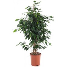 Benjamin Bitkisi Ficus Benjamin 80CM