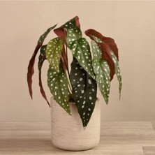 Çilli Begonya - Begonia Maculata