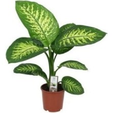Difenbahya Tropik Snow - Ağlayan Çiçek 50-60 cm Üretim Saksılı