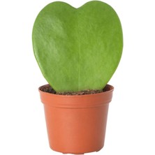 Hoya Kerii Kalp Bitkisi Sukulent Mum Çiçeği