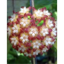 Hoya Callistophylla Black Cat Mum Çiçeği
