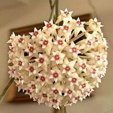 Melek Dokunuşu Mum Çiçeği Fidanı