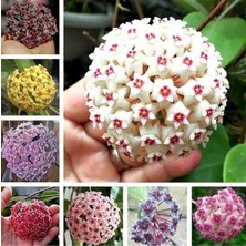 8 Çeşit 8 Adet 5.5 Saksoda Mum Çiçeği Fidanı