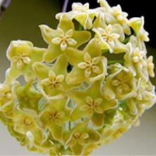 Limoni Yıldız Hoya Mum Çiçeği Fidanı