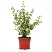 Para Çiçeği Fidanı 20CM-40CM