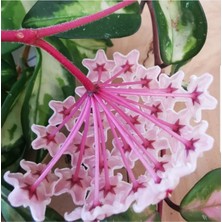 Hoya Carnosa Tricolor Alacalı Mum Çiçeği