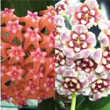 Yado Canlı Renkli 2li Mum Çiçeği