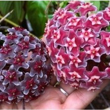 Koyu Pembe ve Kara Çiçekli Mum Çiçeği Fidanları