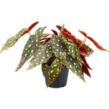 Begonia Maculata - Çilli Begonya