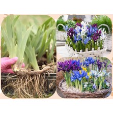 10 Adet Saksılık Iris Süsen Soğanı Germany Iris