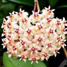 Şeftali Pembesi Yıldız Mum Çiçeği - Hoya Pubicalyx 'pink Silver'