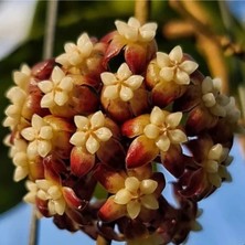 Sonbahar Kızılı Mum Çiçeği (Hoya Carnosa 'autumn Blaze')