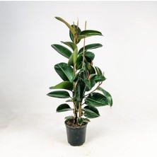 Kauçuk Bitkisi (Ficus Elastica) 2 Gövdeli 80-100 cm Iç Mekan Bitkisi Salon Bitkisi