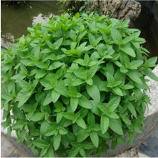 100 Adet Saksılık Nane Tohumu