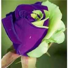 5 Adet Mor Yeşil Gül Tohumu