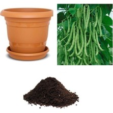 Sırık Alman Ayşe Kadın Fasulye Tohumu Ekim Seti