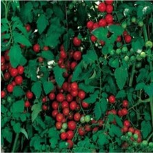 Sweetie Domates Tohumu