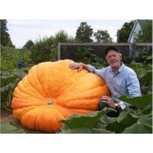 Eko Paket 15 Adet Tohum Atlantik Giant Dev Kabak Tohumu