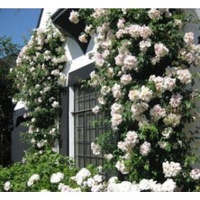 10 Adet Beyaz Sarmaşık Gül Tohumu