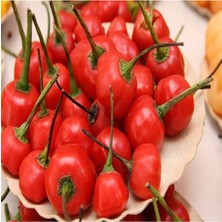 20 Adet Mini Şili Biber Tohumu