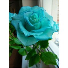 10 Adet Turkuaz Renkli Gül Çiçeği Tohumu