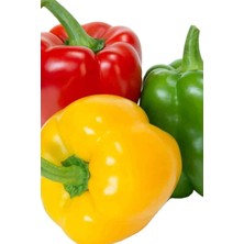 Dolmalık Biber Tohumu Renkli 50 Adet