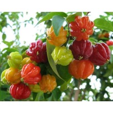 10 Adet 5 Renk Kore Biberi