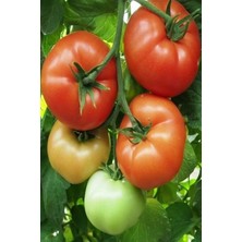 Datça Köy Domatesi Tohumu / 5+ Adet Tohum
