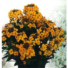 20 Adet Sarı Şebboy Çiçeği Tohumu