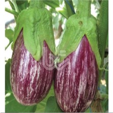 20 Adet Ala Çizgili Patlıcan Tohumu