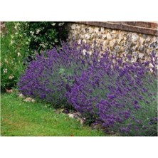 Lavanta Çiçeği Tohumu 10 Adet Tohum