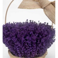 10 Adet Bodur Ingiliz Lavantası Kokulu Çiçek Tohumu