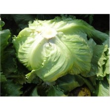 Iceberg Marul Tohumu 400+ Tohum